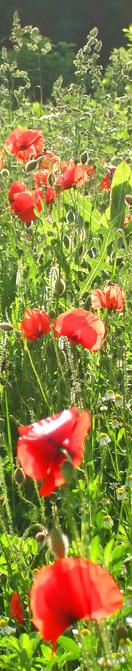 Eine blühende Wiese
