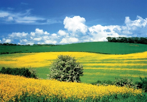 Rapsblüte in Schleswig Hostein