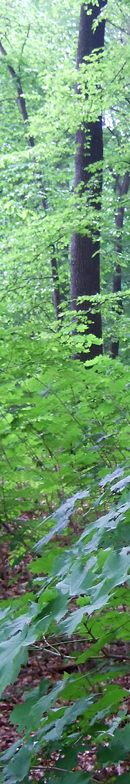 Plänterwald, Berlin