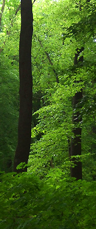 Plänterwald, Berlin