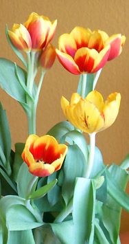 Tulpen