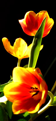 Tulpen im Gegenlicht