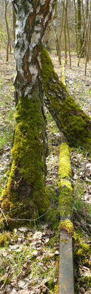 Natur-Park Schöneberger Südgelände, Berlin