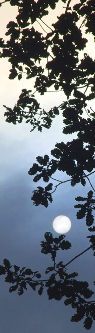 Sonne im Morgennebel