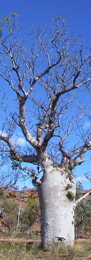 Boab Tree in Australia, NT