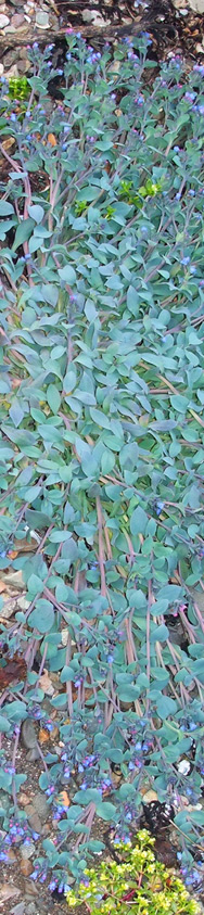 Aus Iceland für den Staudengarten ...