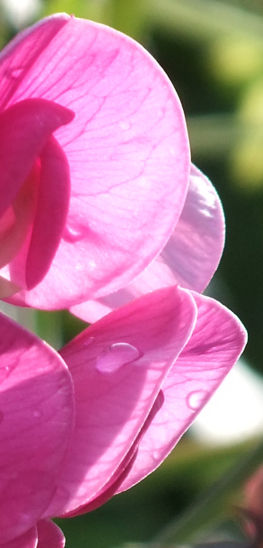 Testfoto Blüte, unbearbeitet