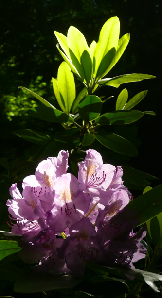 Rhododendron