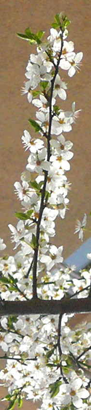 Kirschblüten im März