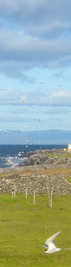 Küste am Leuchtturm von Gardur