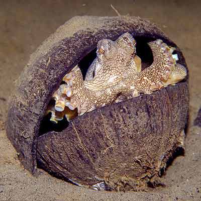 Oktopus in Kokosnuss