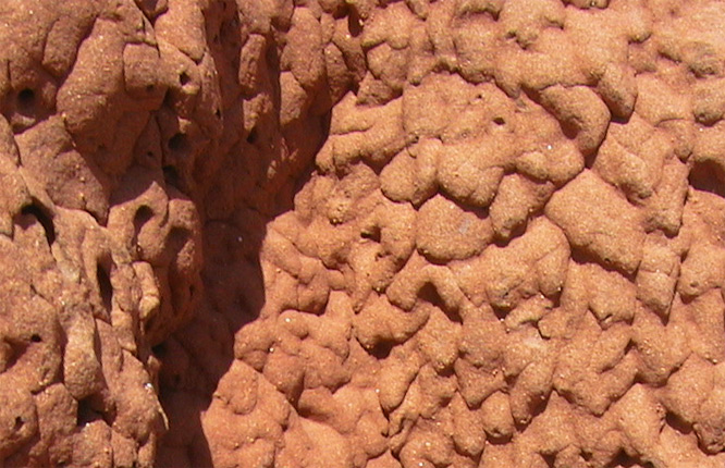 Termitenbauten in West Australia