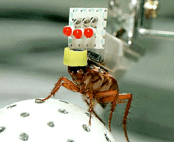 Insekten als Kriegsroboter