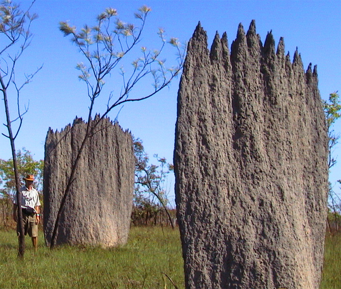 Magnetic Termites, Lichtchfield National Park (NT)