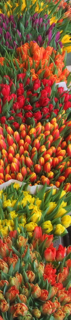 Tulpen im Januar