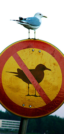 Vögel verboten