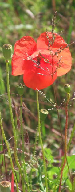 Roter Mohn ...