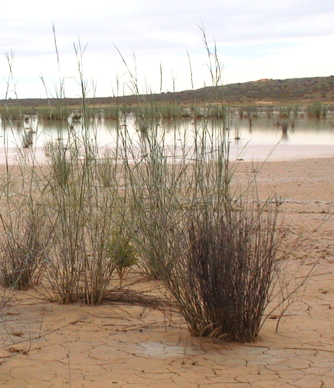Simpson Desert, Lake Eyre Basin, Juli 2000