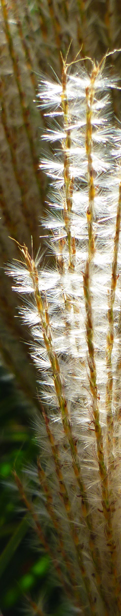 Blume - aber wie heisst sie?