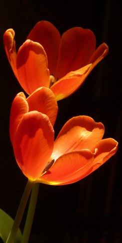 Tulpen