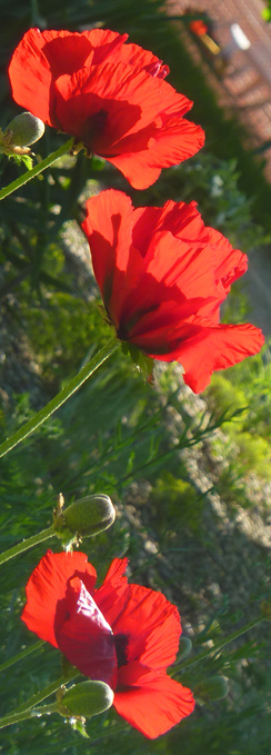 Mohn im Juni
