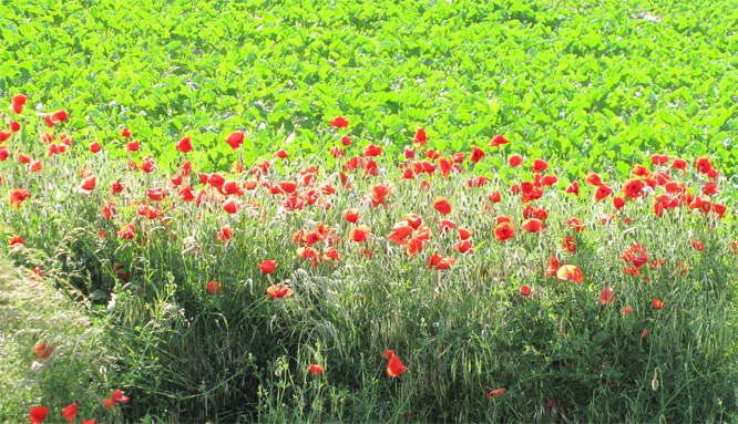 Mohnblumen im Gegenlicht