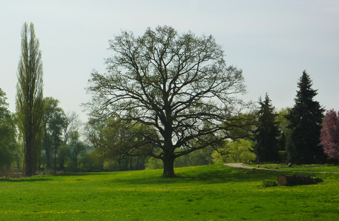 Park in Criewen