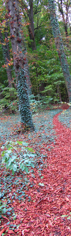 Herbst im Plänterwald, Berlin