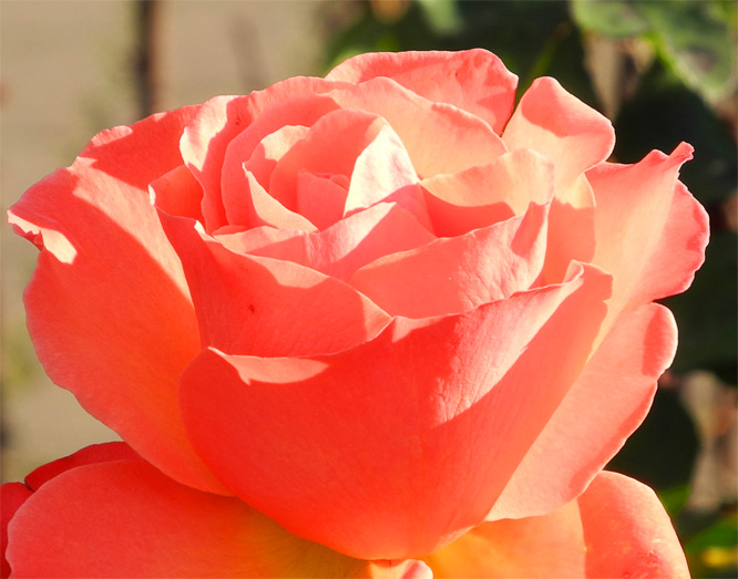 Nikon P7000 - first picture