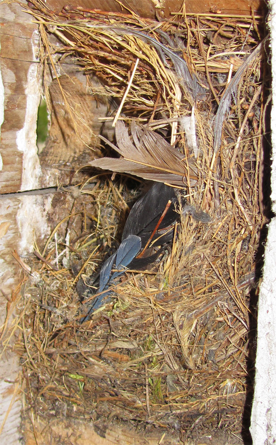 Vogelnest - Meisen und Spatzen